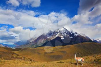 Early autumn in Patagonia. National Park Torres del Paine. On the yellowed grass stands guanaco - Lama. Snow-covered tops of the Andes are in the distance visible