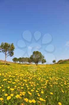Early spring in fields in southern Israel. Soft green grass, blooming daisies and clear air