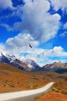 Summer day in the national park Torres del Paine, Patagonia, Chile. Andean condors fly over the lake Pehoe
