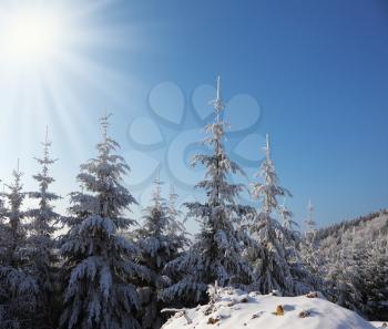 Sunny day at Christmas. Spruce forest in the Alps