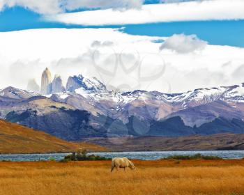  Lake Laguna Azul in the mountains. On the shore of Lake grazing horses. Impressive landscape in the national park Torres del Paine, Chile