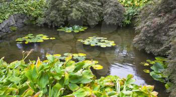  Lilies in a pond of the Japanese garden in the big park