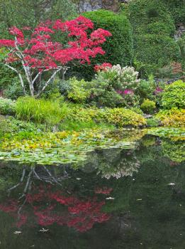  The charming small tree, blossoming pink colors, and its reflection in a pond 