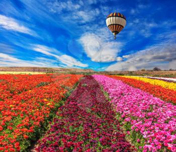 Spring windy day. Huge balloon flies over a field. Flowers planted with broad bands of bright colors - red, claret and pink.  Field of blooming buttercups- ranunculus