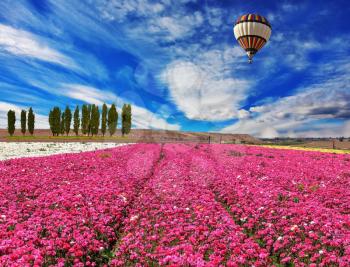 Windy spring day. A field of the blossoming buttercups of gentle lilac color. Huge balloon flies over a field