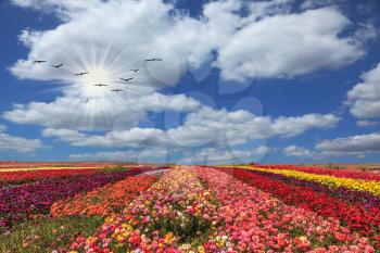 The vast field of flowers. Flowers grow stripes of different colors - red, pink, maroon and yellow. Flies over a field flock of cranes