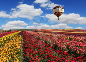  Spring windy day on the farm. In the sky flying scenic balloons. The colorful buttercups