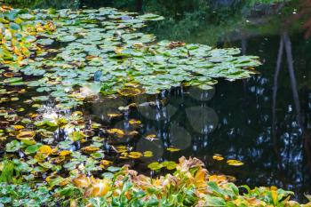 Amazing landscape and floral park Butchart Gardens on Vancouver Island. In a small pond, overgrown with lilies, reflected trees and flowers