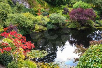 In pond, overgrown with lilies, reflected trees and sky. Delightful landscaped and floral park Butchart Gardens on Vancouver Island
