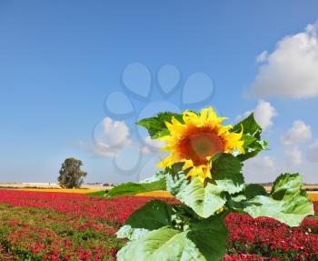 The huge picturesque sunflower grows in a field among red blossoming buttercups