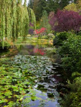 Quiet pond, overgrown with water lilies. Complex flower gardens on Vancouver Island, Canada