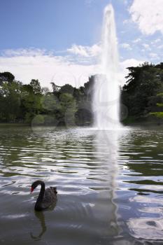 The lonely black swan sadly floats in charming lake with a fountain