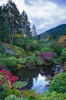  In a small pond, overgrown with lilies, reflected sky. Delightful landscaped and floral park Butchart Gardens on Vancouver Island
