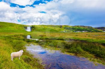 Grand waterfall Skogafoss in Iceland. White sheep grazing on a green meadow in front of a waterfall
