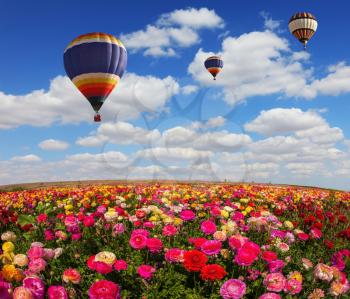 The colorful buttercups. Spring windy day on the farm. In the sky flying scenic balloons