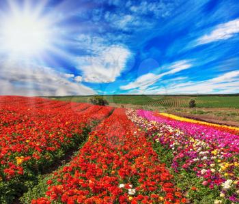 Bright spring sun.  Flowers planted with broad bands of bright colors - red  and pink. Field of multi-colored decorative buttercups 