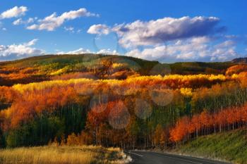 Road to an autumn wood in state of Arizona in the USA