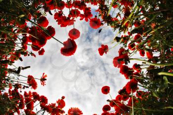 Blossoming field of bright red buttercups on the sunrise, photographed by an objective  the Fish eye 