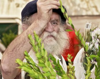 JERUSALEM, ISRAEL - SEPTEMBER 18, 2013: The gray-bearded religious Jew in a black beret carefully chooses ritual plant - myrtle for Sukkot.