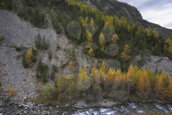  A wood and a mountain stream in the French Alpes in the end of October