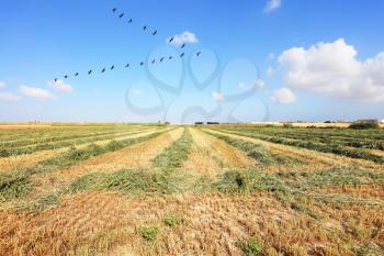  Triangular bird flock flying over the field after harvest. 