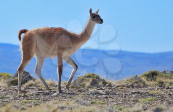 Cold summer in Chile. National park to Torres del Paine - a graceful rack wild guanacos  