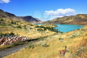 Cold summer in Chile. National park to Torres del Payn - a graceful rack wild guanacos on the river bank