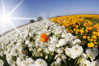 Magnificent field of orange and white buttercups on a sunset, photographed by an objective  the Fish eye 