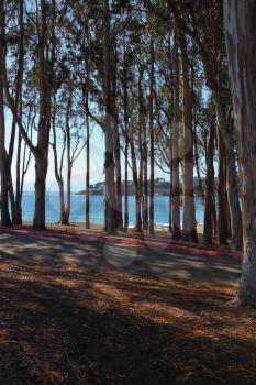 Small picturesque grove on Pacific coast. Warm serene autumn day