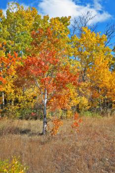 Mellow autumn. Picturesque autumn trees with yellow and orange foliage