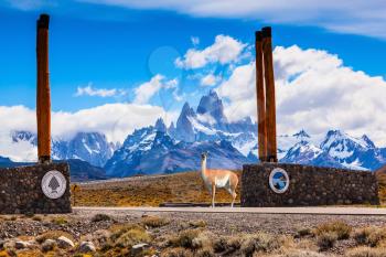 Entrance to the National Park Los Glasyares designated wooden posts. On the side of road is graceful guanaco
