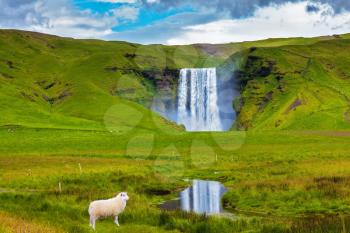  On a meadow before falls the white lamb is grazed. Grandiose falls Skogafoss in Iceland