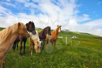 Iceland in the summer. Herd of beautiful horses. Well-groomed horses grazing in a meadow near the farm