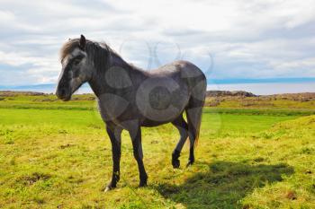  Beautiful horse grazing in  meadow near the farm. Farmer sleek gray horse. Iceland in July