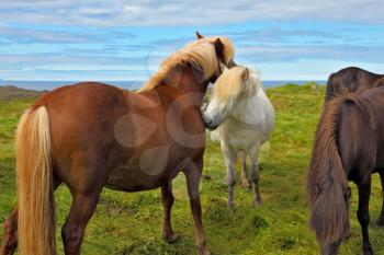 Beautiful and well-groomed horse chestnut and white suit on free ranging. Icelandic horses on the shore of the fjord