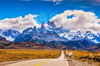 The highway crosses  Patagonia and leads to snow-capped peaks of Mount Fitzroy. On the side of road is graceful guanaco