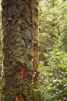 The tree trunk covered by a moss, in northern Rainforest on island Vancouver