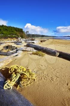 Ocean coast on island Vancouver, logs, seaweed and dry trees