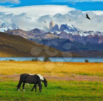 Impressive landscape in the national park Torres del Paine, Chile. Lake Laguna Azul in the mountains. On the shore of Lake grazing horses
