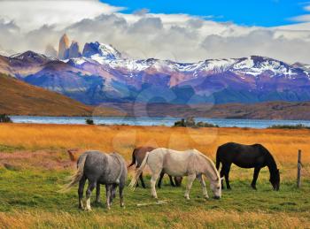  Lake Laguna Azul in the mountains. On the shore of Lake grazing horses. Impressive landscape in the national park Torres del Paine, Chile