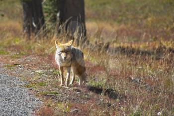 The beautiful meadow wolf in Yellowstone national park