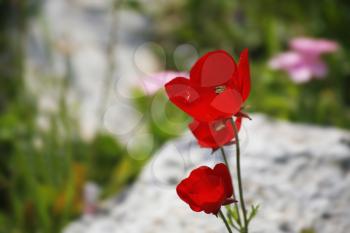 Bright red field flowers on a meadow between stones