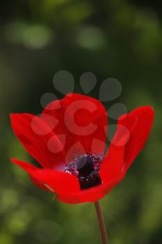 Charming red field flower on the blur background