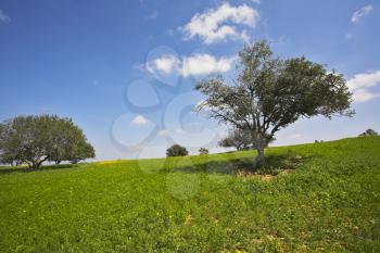 Desert in blossom-time. Short spring on hills of coast of Mediterranean sea - a grass, camomiles and trees