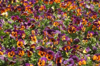 Field bright multi-colour flowers pansies