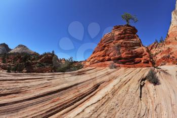 The famous jumping treejerki tree.Picturesque striped hills from sandstone and low pines in National park Zion in the USA
