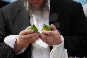 Religious Jew chooses ritual plant - citron- on the pre bazaar on the eve of Sukkoth.
September 22, 2010, Sukkoth market, Bene Brak, Israel