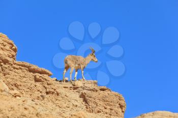 Wild mountain goat on a background of blue sky
