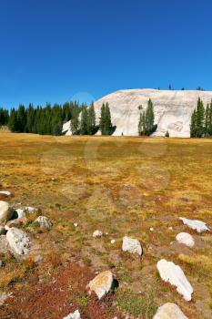 The most beautiful glade in Yosemite national park on  midday