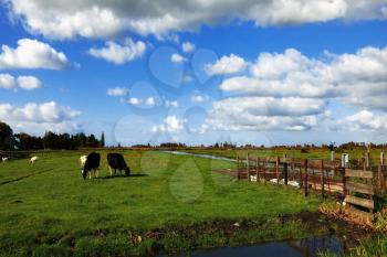 The channels and cows in museum village in Holland. Good autumn day